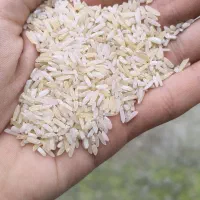 برنج خالدار خوش پخت