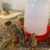 فروش جوجه بلدرچین یکروزه سنگین وزن