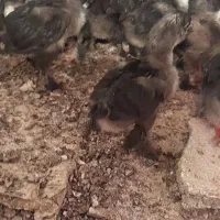 جوجه مرندی اصل