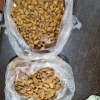 فروش مغز بادام