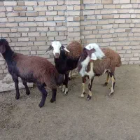 پنج راس بره نداشتی درجه یک
