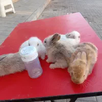 بچه خرگوش لوپی باکیفیت سالم تپل موپل رنگ بندی عالی