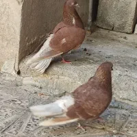 کبوتر سرخ زوردار تهرانی