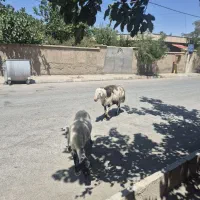 قوچ پلنگی سه ساله تیزران