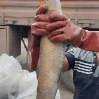 شیربت....شبوط