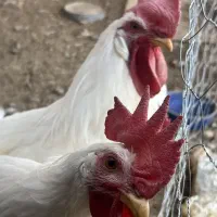 مرغ و خروس