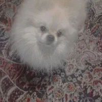 پامرخرسی