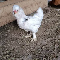 مرغ سلطان