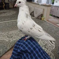 کبوتر دستی