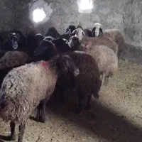 میش بز شیشک