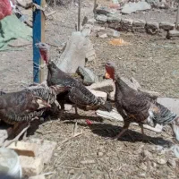 ماده|حیوانات مزرعه|اسفراین, |دیوار