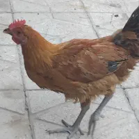 فروش یک خروس جوان یا معاوضه با یک مرغ جوان