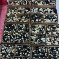 جوجه محلی برهما. نیمچه.بلک استار