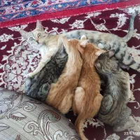 واگذاری بچه گربه با مادر