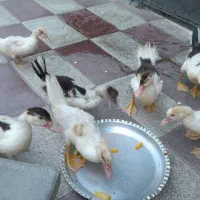 اوردک خارجی