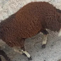 بره نر