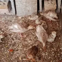 بوقلمون بوربون