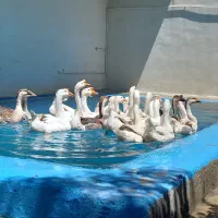 قوغاز لیندا