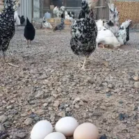 تخم مرغ خوراکی