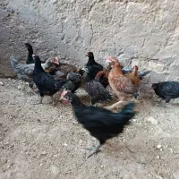 فروش جوجه خروس ۴ ماهه