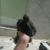 برهمای اصیل