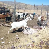 بز سانن خارجی اصل شیری و گوشتی