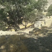 فروش گله بز با کهره