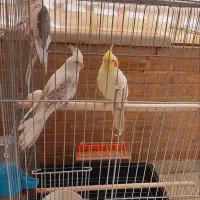 عروس هلندی و کوتوله