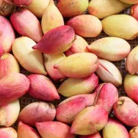 پسته تازه