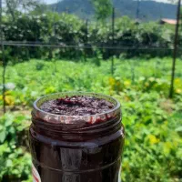 ترشی آلوخونی و آلوچه جنگلی