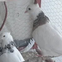 کفتر طوقی هفت رنگ وسرور