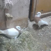 طوقی زرد و صید گرفتنی