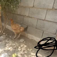 مرغ...