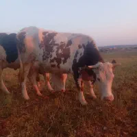 سیمنتال شکم دوم
