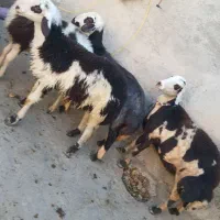میش بره قوچ