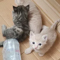 واگذاری رایگان بچه گربه