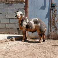 ورن|حیوانات مزرعه|روانسر, |دیوار