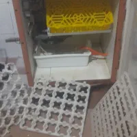 ۴۲تایی پرهام جوجه کشی