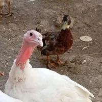 بوقلمون بیوتی گوشتی|حیوانات مزرعه|مشهد, شهرک شهید باهنر|دیوار