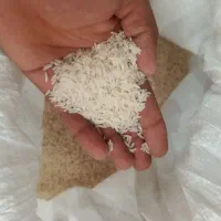 برنج فجر فروش بصورت عمده و تکی