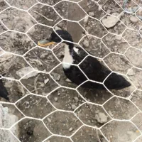 جوجه اردک ۴ماهه نر ۸۰۰هزار تومان