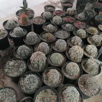انواع کاکتوس کلکسیونی
