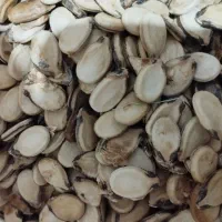 تخمه|خوردنی و آشامیدنی|جهرم, |دیوار