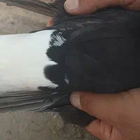 پرنده|پرنده|باوی, |دیوار