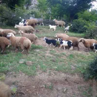 ۴۰ رس بره چاق با ۱۰ عدد بز