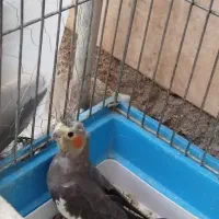 جوجه عروس هلندی تازه دون خور