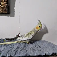 جوجه عروس هلندی ۲ ماهه ، تازه دونخور