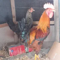 خروس مروغ
