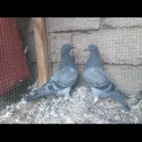 جوجه ‌کبوترمسافتی