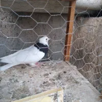 کبوتر|پرنده|ساوه, |دیوار